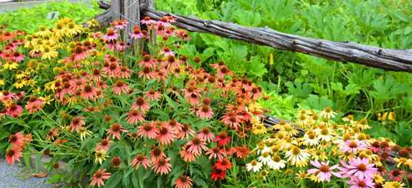 ¿Deer eat coneflowers?