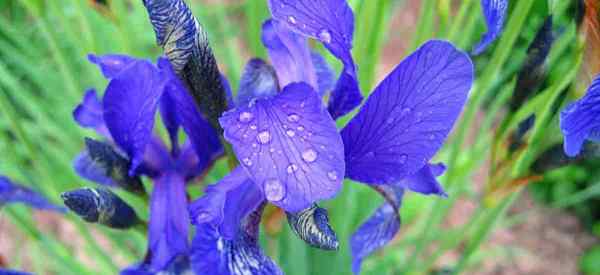 Isst Hirsche Iris -Pflanzen und Blumen?