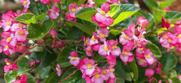 Apakah rusa makan begonia?