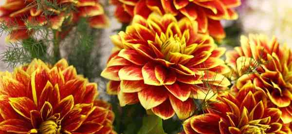 ¿Come Dahlias?