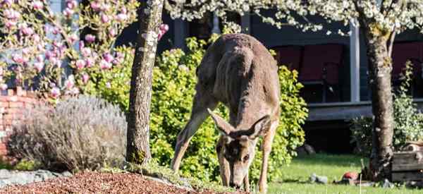 Isst Hirsch Lilien