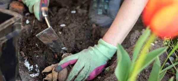 Comment planter les tubercules dahlia les étapes