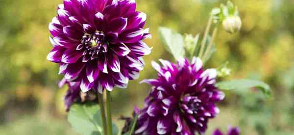 Comment cultiver et prendre soin des fleurs de dahlia