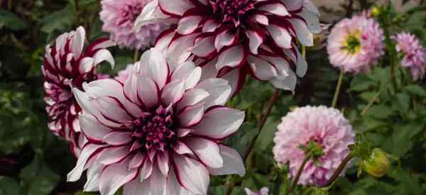 Comment faire dahlias dahhead pour plus de floraison