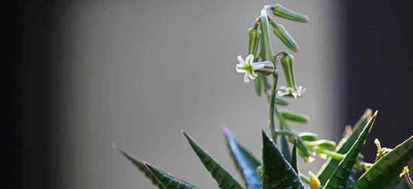 A suculenta flor de Haworthia? Como são as flores?