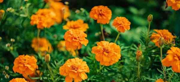 Adalah perennials atau tahunan Marigolds?