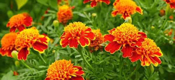 Apakah baik untuk menumbuhkan marigold di taman?