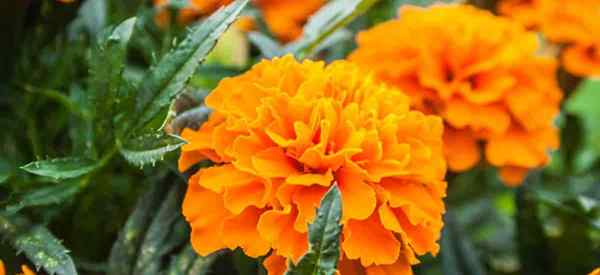 Apa itu Marigold Perancis dan bagaimana membesarkannya