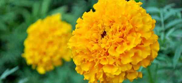 Kapan marigold mekar? Berapa lama waktu yang dibutuhkan marigold untuk mekar?