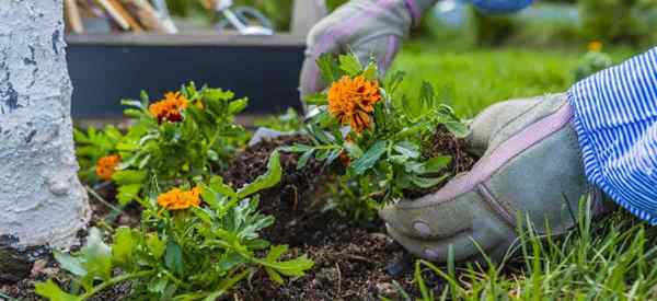 Kapan Anda menanam marigold?