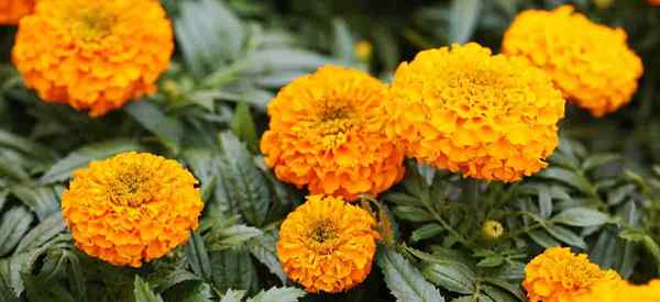 Apakah marigold menjauhkan kelinci