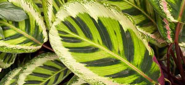 Maranta vs. Calathea apa perbedaan antara keduanya