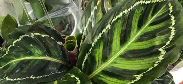 ¿Qué es un buen fertilizante de Calathea??