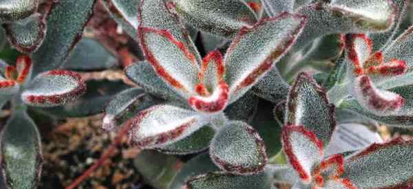 Propagasi Tanaman Panda Cara Propagasi Kalanchoe Tomentosa Succulent