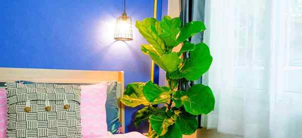 Fiddle Leaf Fig Light Exigences Quel est le meilleur éclairage pour la feuille de violon Ficus?