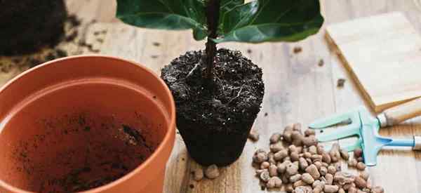 Dicas sobre repotting violine folha fig plantas