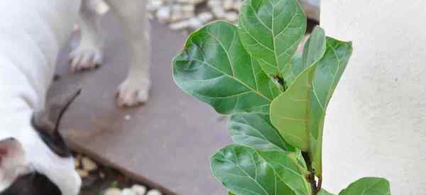 Sind Fiddle Leaf Feigen giftig für Hunde