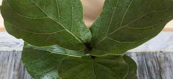 ¿Qué causa las manchas rojas en las plantas de higos de la hoja de violín??