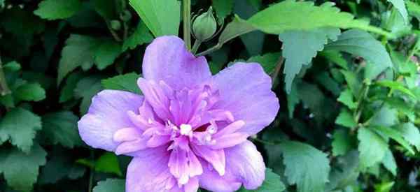 Blue Szyfonowa Rose of Sharon