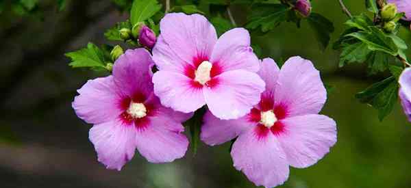 Cara Menyebarkan Rose of Sharon