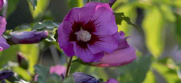 Was ist der Unterschied zwischen Rose von Sharon und Hibiscus