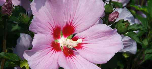 Kapan Transplantasi Rose of Sharon