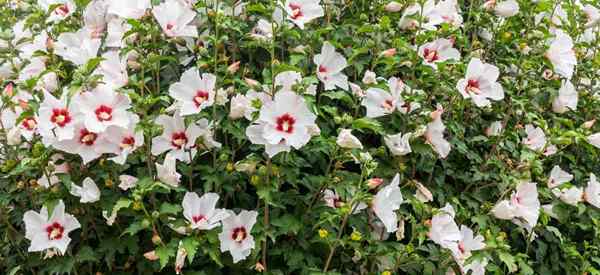 Was ist die Rose von Sharon blühend Zeit?