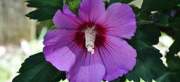 La rose de Sharon est-elle toxique pour les chiens?