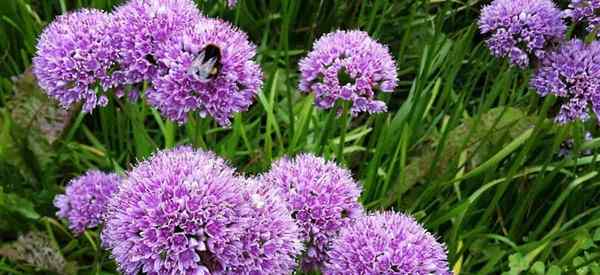 Croissance de l'allium millénium (oignon ornemental) Plant pérenne de l'année 2018