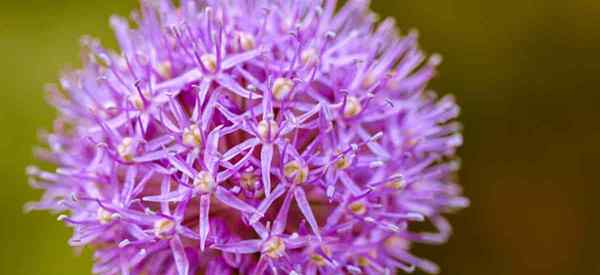 Menumbuhkan sensasi ungu allium bunga bola ungu