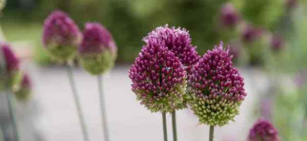 Was sind Drumstick Allium? Wachstum und Pflanzen von Trommelstick -Lampen