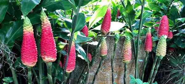 Cómo plantar Semillas de lirio de champú de champú