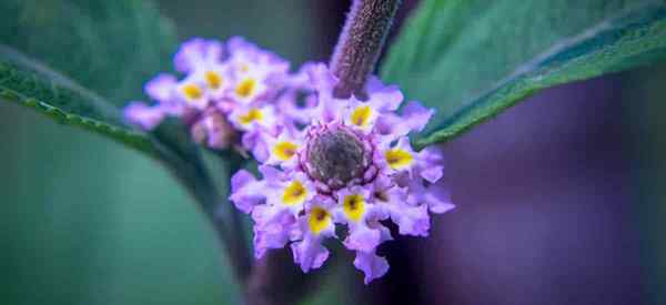 O que é Lantana involucrata e como cultivá -lo