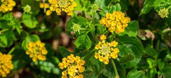 O que é Lantana depressa e como cultivá -lo