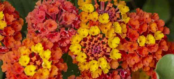 Qu'est-ce qu'un Lantana antillais et comment le faire pousser