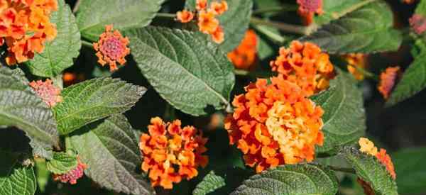 Qu'est-ce que Lantana urticoides et comment le faire pousser