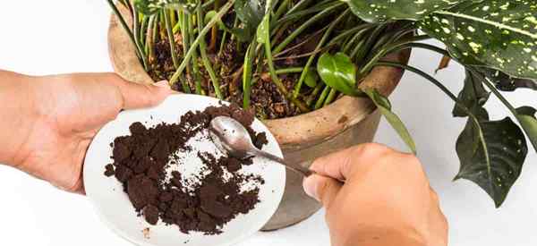 Quelles plantes n'aiment pas le marc de café?