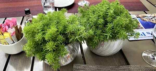 10 plantas de mesa de café