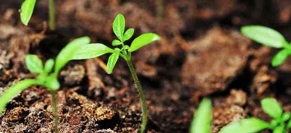 ¿Son los campos buenos para las plantas de tomate??