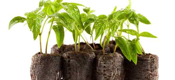 ¿Son los campos buenos para las plantas de pimienta??