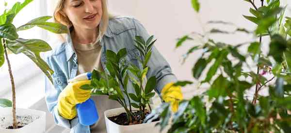 Quand commencer à fertiliser les plantes intérieures