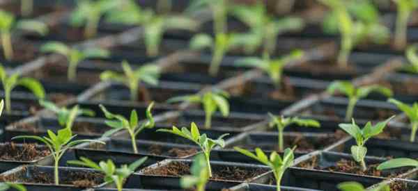 Quand commencer à fertiliser les semis de tomates?