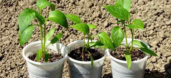 Quand commencer à fertiliser les semis de poivre?