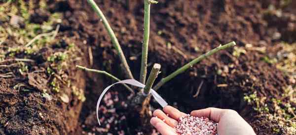 Quando começar a fertilizar rosas?