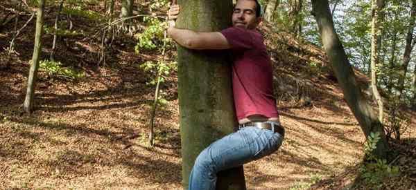 Wie man einen Baum schnell tötet