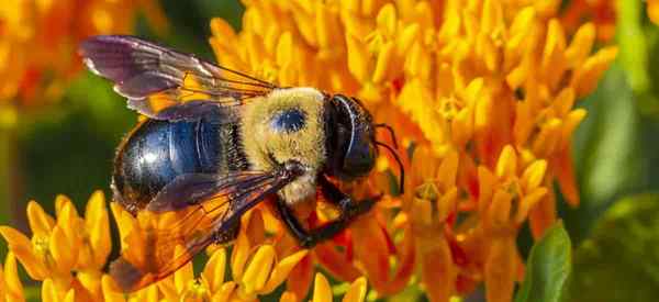 Comment se débarrasser des abeilles charpentières avec du vinaigre