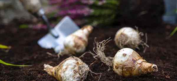 Quão profundo para plantar lâmpadas de narcisos