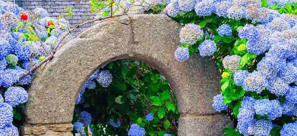 Combien le soleil les hortensias ont-ils besoin