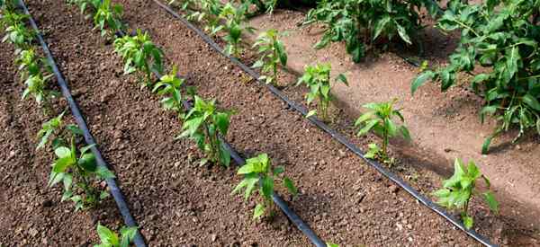 Que tan lejos para plantar pimientos