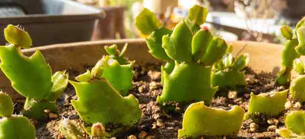 Comment faire pousser des plantes succulentes à partir de boutures